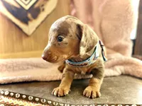 Dinkers , a male Miniature Dachshund for sale in Visalia, CA – 4 of 4