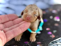 Barbie *SUPER Tiny*, a female Miniature Dachshund for sale in Visalia, CA – 3 of 6