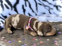 Morgan , a female Miniature Dachshund for sale in Visalia, CA – 5 of 5