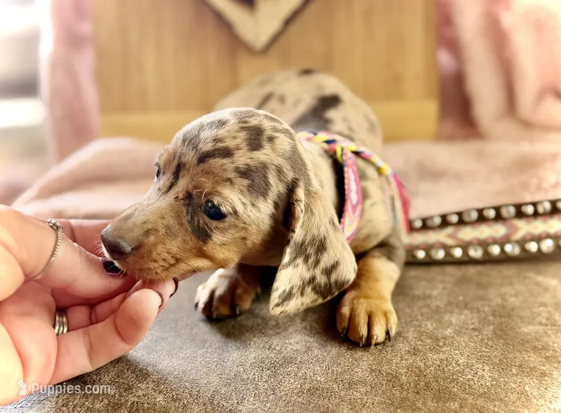 Pixie  – Miniature Dachshund puppy on hold in Visalia, CA