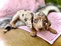 Pixie , a female Miniature Dachshund for sale in Visalia, CA – 4 of 6