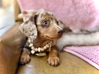 Pixie , a female Miniature Dachshund for sale in Visalia, CA – 3 of 6