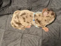 Dinkers , a male Miniature Dachshund for sale in Visalia, CA – 3 of 3