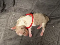 Chip *Super Tiny!*, a male Miniature Dachshund for sale in Visalia, CA – 2 of 6
