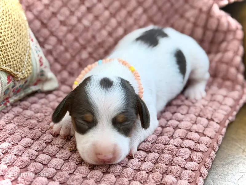 Dot  – Miniature Dachshund puppy for sale in Visalia, CA