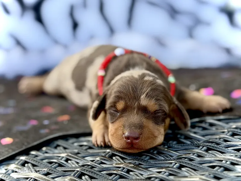 Trucky – Miniature Dachshund puppy for sale in Visalia, CA