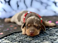 Trucky, a male Miniature Dachshund for sale in Visalia, CA – 1 of 4