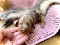 Margo, a female Miniature Dachshund for sale in Visalia, CA – 5 of 5