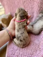 Kira , a female Miniature Dachshund for sale in Visalia, CA – 3 of 3
