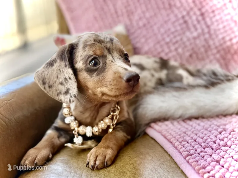 Pixie  – Miniature Dachshund puppy for sale in Visalia, CA
