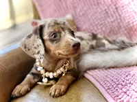 Pixie , a female Miniature Dachshund for sale in Visalia, CA – 1 of 6