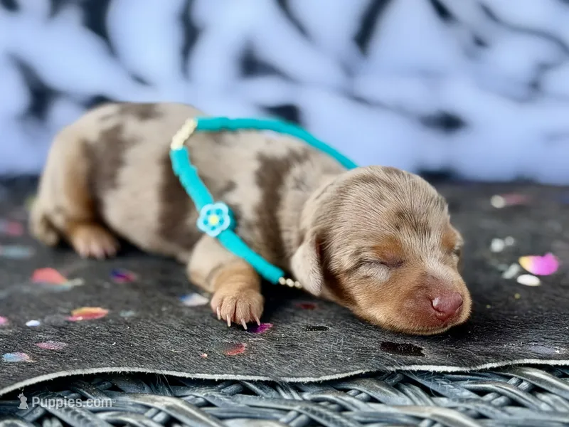 Barbie *SUPER Tiny* – Miniature Dachshund puppy for sale in Visalia, CA