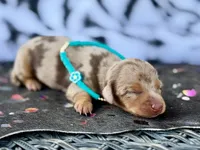Barbie *SUPER Tiny*, a female Miniature Dachshund for sale in Visalia, CA – 1 of 6