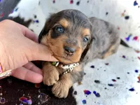 Parker *Long Haired* , a male Miniature Dachshund for sale in Visalia, CA – 2 of 7