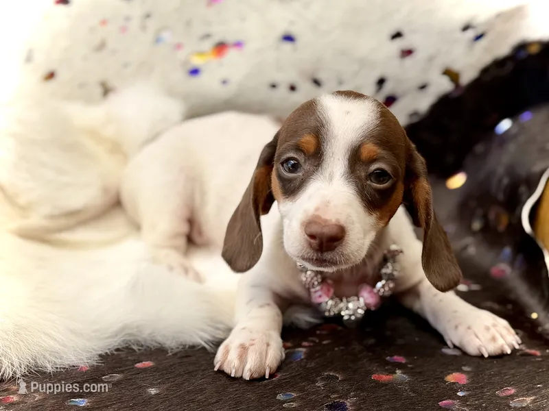 Dot *Tiny Girl!* – Miniature Dachshund puppy for sale in Visalia, CA