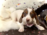 Dot , a female Miniature Dachshund for sale in Visalia, CA – 2 of 9