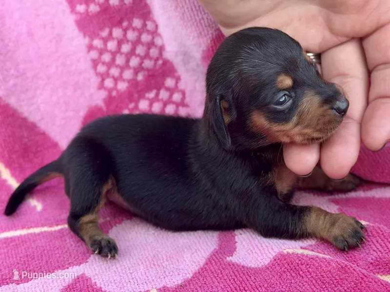Newt *Micro Tiny!* – Miniature Dachshund puppy on hold in Visalia, CA