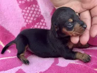 Newt *Micro Tiny!*, a female Miniature Dachshund for sale in Visalia, CA – Photo 1 of 5