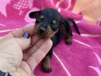 Newt *Micro Tiny!*, a female Miniature Dachshund for sale in Visalia, CA – Photo 4 of 5