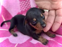 Newt *Micro Tiny!*, a female Miniature Dachshund for sale in Visalia, CA – Photo 2 of 5