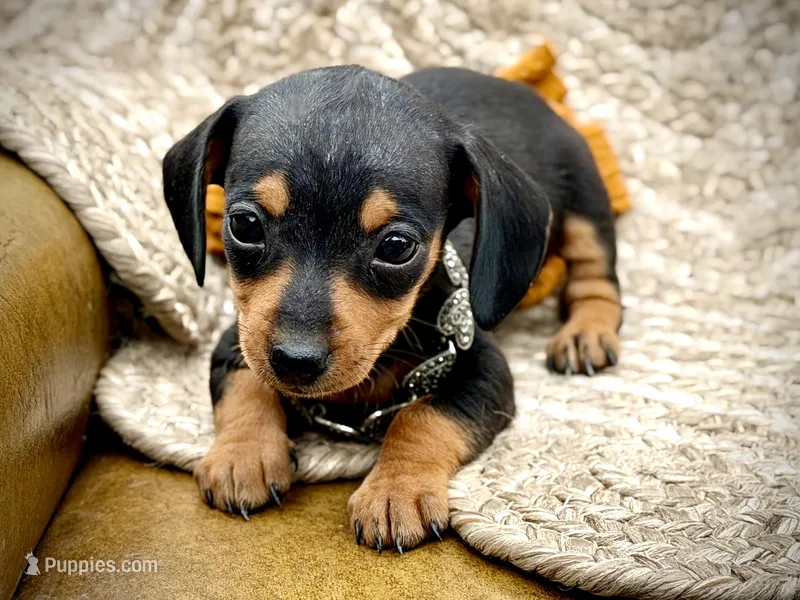Newt *Micro Tiny!* – Miniature Dachshund puppy on hold in Visalia, CA