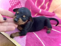 Newt *Micro Tiny!*, a female Miniature Dachshund for sale in Visalia, CA – Photo 3 of 5