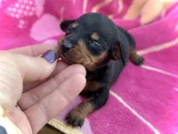 Newt *Micro Tiny!*, a female Miniature Dachshund for sale in Visalia, CA – Photo 5 of 5