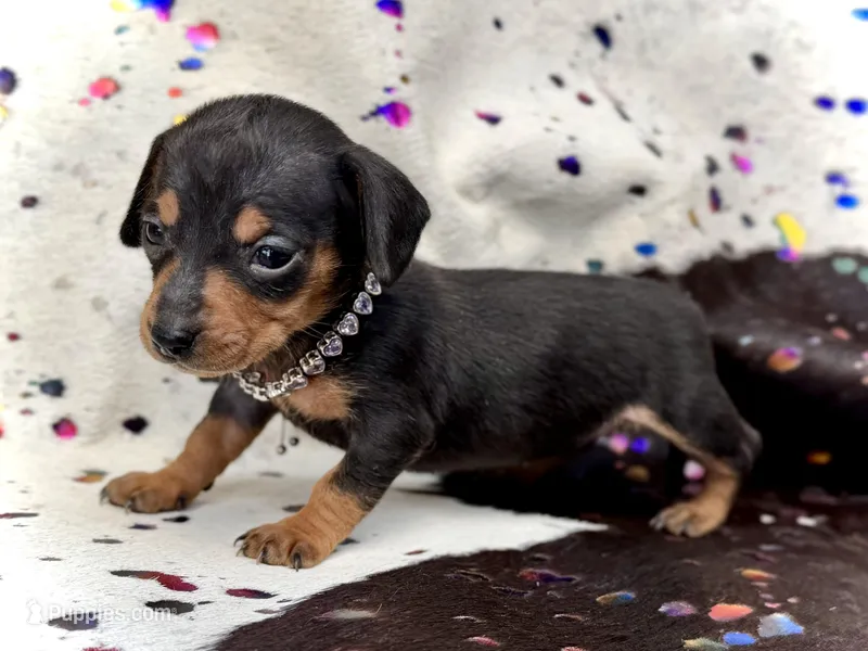 Newt *Micro Tiny!* – Miniature Dachshund puppy on hold in Visalia, CA