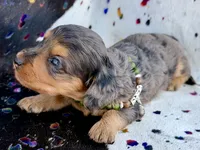 Parker *Long Haired* , a male Miniature Dachshund for sale in Visalia, CA – 6 of 7