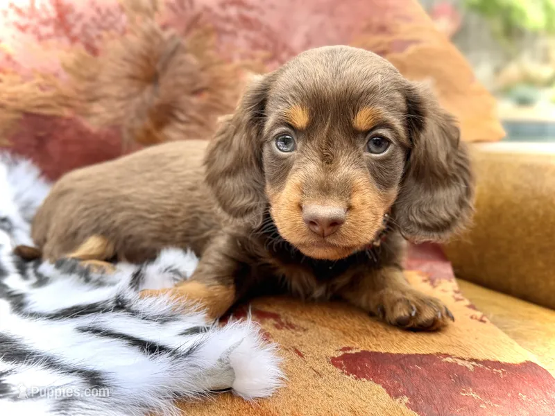 Tripp *Long Haired!* – Miniature Dachshund puppy for sale in Visalia, CA