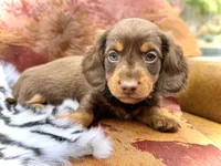 Tripp *Long Haired!*, a male Miniature Dachshund for sale in Visalia, CA – 1 of 7