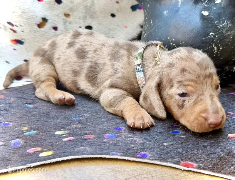 Dinkers  – Miniature Dachshund puppy on hold in Visalia, CA