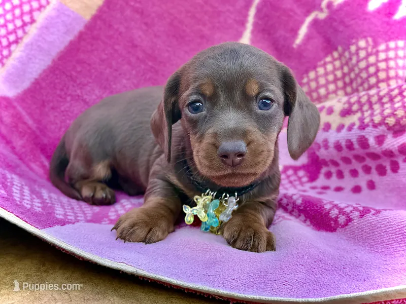 Spuds – Miniature Dachshund puppy for sale in Visalia, CA