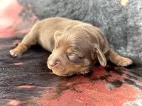 Spuds, a male Miniature Dachshund for sale in Visalia, CA – Photo 4 of 5