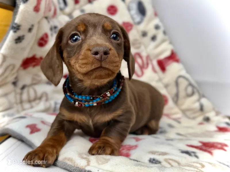 Spuds – Miniature Dachshund puppy for sale in Visalia, CA