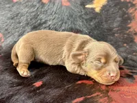 Spuds, a male Miniature Dachshund for sale in Visalia, CA – Photo 2 of 5