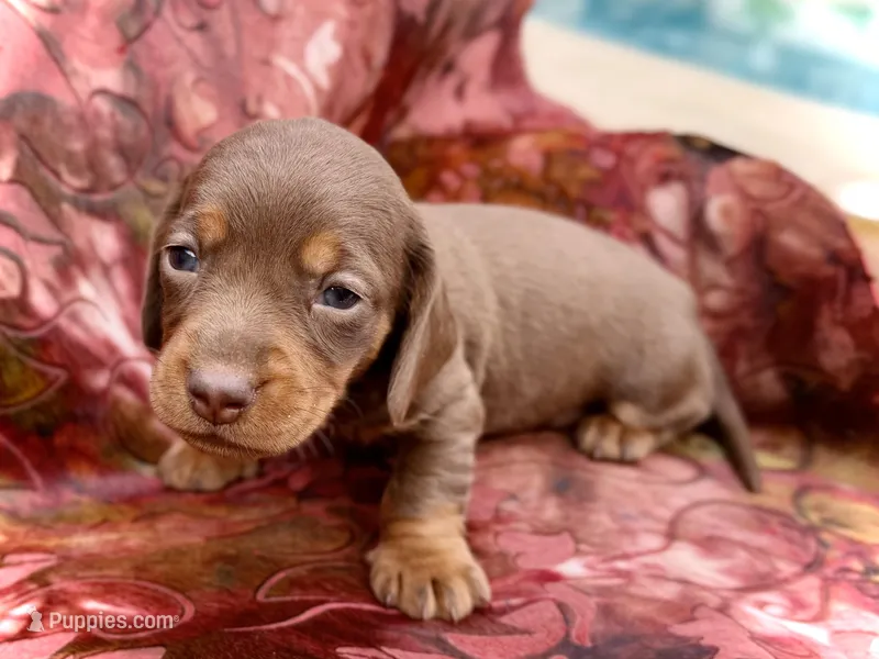 Spuds – Miniature Dachshund puppy for sale in Visalia, CA