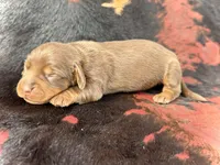 Spuds, a male Miniature Dachshund for sale in Visalia, CA – Photo 5 of 5