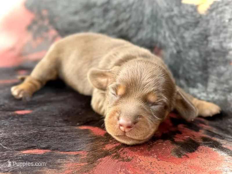 Spuds – Miniature Dachshund puppy for sale in Visalia, CA