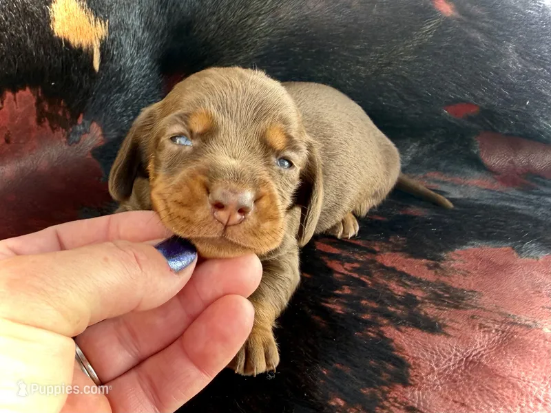 Spuds – Miniature Dachshund puppy for sale in Visalia, CA