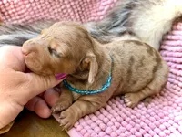 Squids , a male Miniature Dachshund for sale in Visalia, CA – 3 of 5