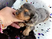 Parker *Long Haired* , a male Miniature Dachshund for sale in Visalia, CA – 3 of 7