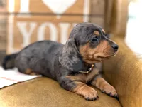 Nutmeg, a female Miniature Dachshund for sale in Visalia, CA – Photo 5 of 7