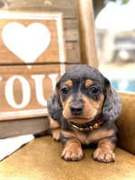 Nutmeg, a female Miniature Dachshund for sale in Visalia, CA – Photo 7 of 7