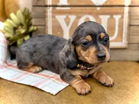 Nutmeg, a female Miniature Dachshund for sale in Visalia, CA – Photo 2 of 7