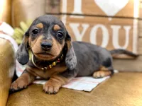 Nutmeg, a female Miniature Dachshund for sale in Visalia, CA – Photo 1 of 7