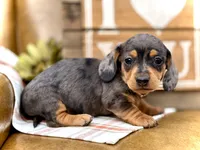 Nutmeg, a female Miniature Dachshund for sale in Visalia, CA – Photo 6 of 7