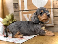 Nutmeg, a female Miniature Dachshund for sale in Visalia, CA – Photo 4 of 7