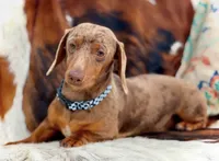 Summer *Tiny*, a female Miniature Dachshund for sale in Visalia, CA – 8 of 8