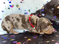 Mylo , a male Miniature Dachshund for sale in Visalia, CA – 1 of 5